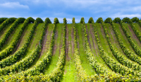CHATEAU MARQUIS DE TERME