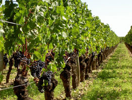 Haut-Médoc